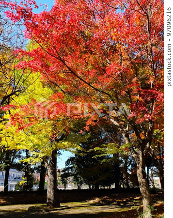 Oizumi Central Park in autumn Oizumi Central Park in autumn 97096216