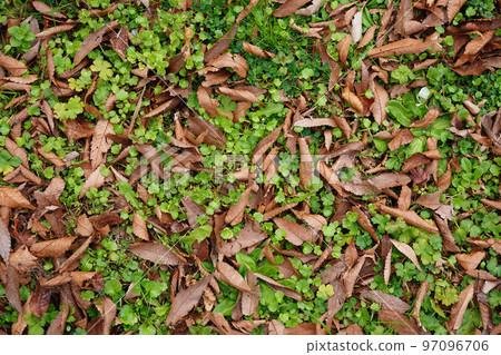落葉堆積在雜草上 落葉堆積在雜草上 97096706
