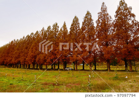 秋色滋賀縣牧野町的水杉樹 97097794