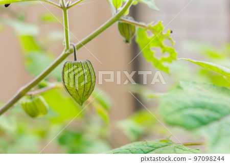 綠酸漿 綠酸漿 97098244