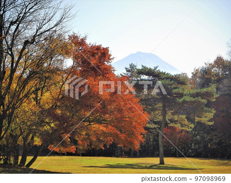 山梨縣八町之森公園秋葉十一月 97098969