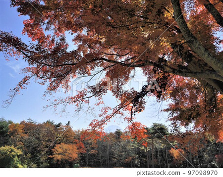 山梨縣八町之森公園秋葉十一月 97098970