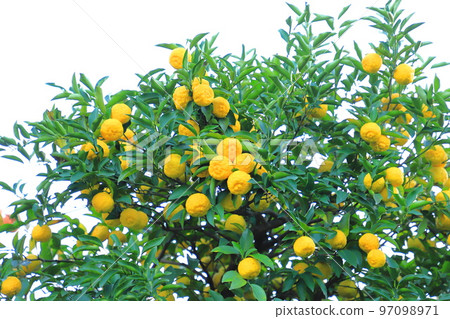 即將收穫的柚子果實 97098971