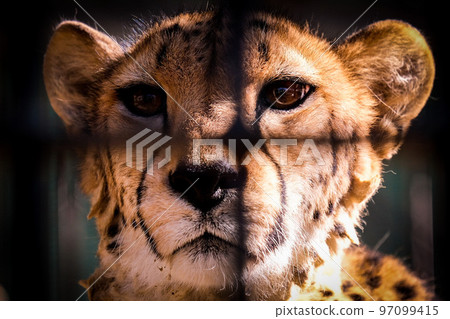 Tobu Animal Park Cheetah 97099415