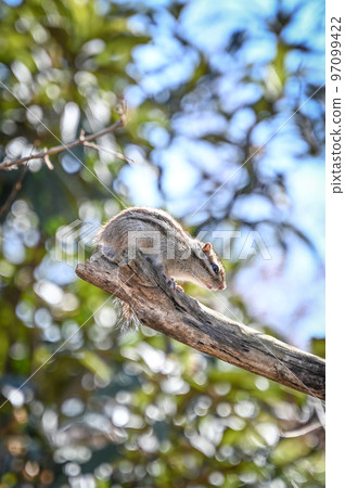 松鼠動物爬樹 97099422