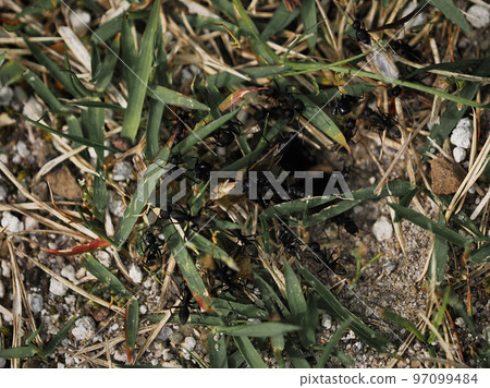 Ant nest and many ants 97099484