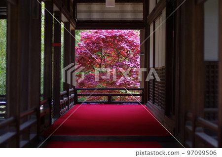 從一個黑暗的房間的秋葉 97099506