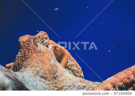 Octopus underwater in aquarium, close up portrait detail 97100400