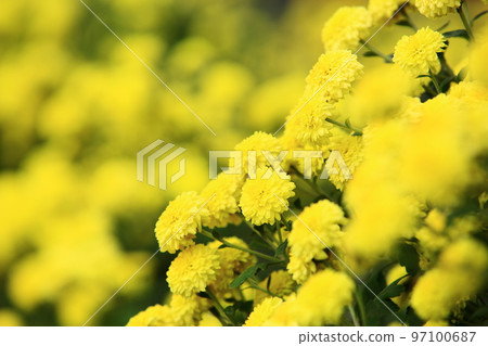 掛菊花 掛菊花 97100687
