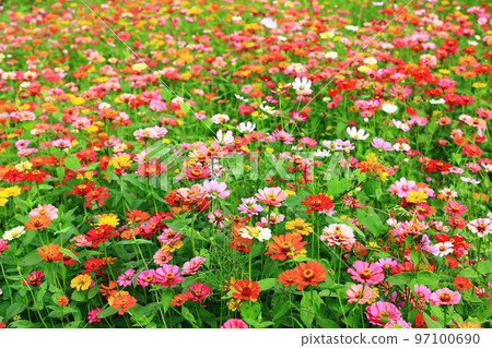 放開大菊花 放開大菊花 97100690