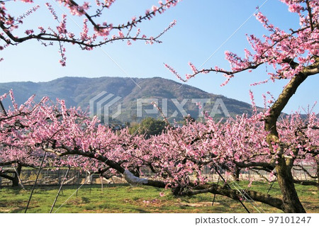 和歌山縣紀之川市桃山町，從桃源峽眺望紀州富士龍門盛開 97101247