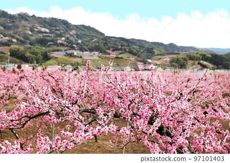和歌山縣紀之川市桃山町盛開的桃源鄉 97101403