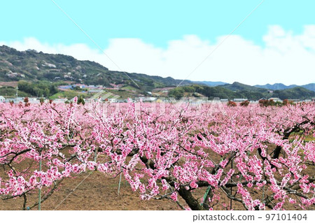 和歌山縣紀之川市桃山町盛開的桃源鄉 和歌山縣紀之川市桃山町盛開的桃源鄉 97101404