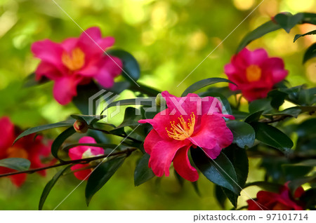 Sasanqua flowers Sasanqua flowers 97101714