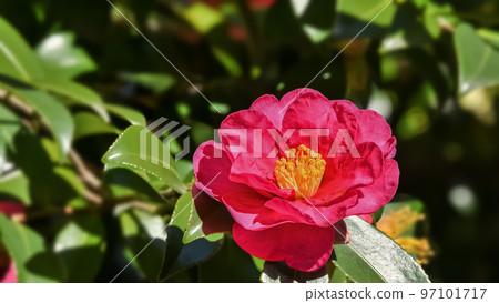 Sasanqua花 Sasanqua花 97101717