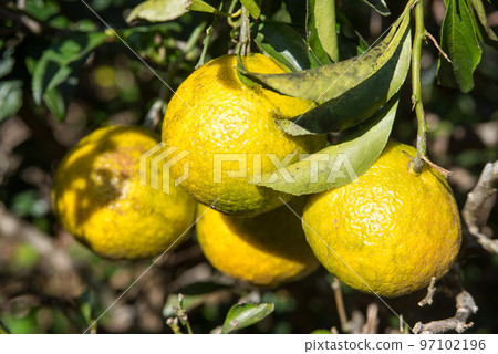 Haruka橘子,一種冬季水果 Haruka橘子,一種冬季水果 97102196