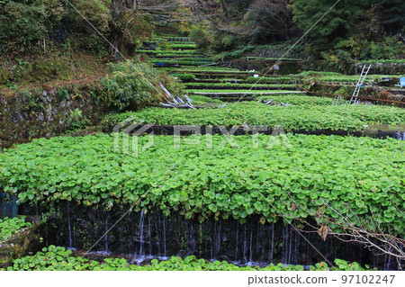 Wasabi field at Ikadaba 97102247