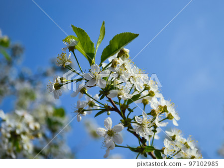 A sprig of cherry blossoms with white blooming flowers and a yellow core against a blue sky and other branches 97102985