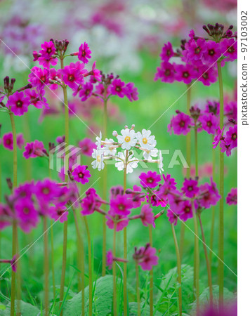 在中禪寺湖畔的千手濱盛開的日本報春花 97103002