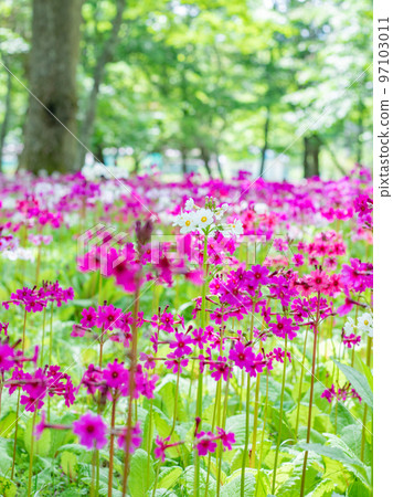 Japanese primrose blooming at Senjugahama on the shores of Lake Chuzenji 97103011