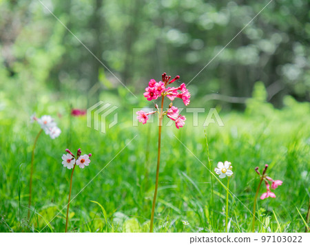 Japanese primrose blooming at Senjugahama on the shores of Lake Chuzenji 97103022