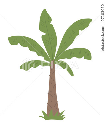 Vector tropical palm tree clip art. Jungle foliage illustration. Hand drawn flat exotic plant isolated on white background. Bright childish summer greenery illustration. 97103050