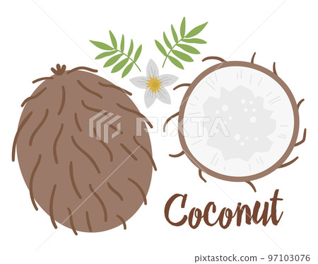 Vector coconut clip art. Jungle fruit illustration. Hand drawn flat exotic plants isolated on white background. Bright childish healthy tropical summer food illustration. Vector coconut clip art. Jungle fruit illustration. Hand drawn flat exotic plants isolated on white background. Bright childish healthy tropical summer food illustration. 97103076