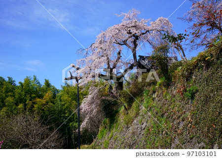京都地藏前院的垂枝櫻花（京都府都筑郡井出町） 97103101