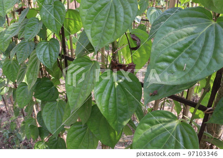 betel leaf on farm for harvest 97103346