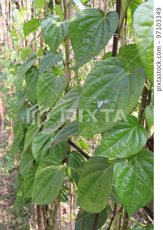 betel leaf on farm for harvest betel leaf on farm for harvest 97103349