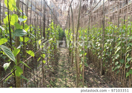 betel leaf on farm for harvest betel leaf on farm for harvest 97103351