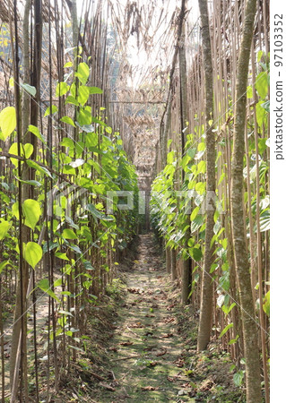betel leaf on farm for harvest betel leaf on farm for harvest 97103352