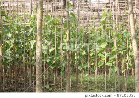 betel leaf on farm for harvest betel leaf on farm for harvest 97103353