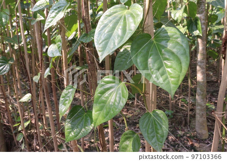 betel leaf on farm for harvest 97103366