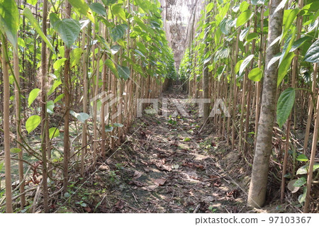 betel leaf on farm for harvest betel leaf on farm for harvest 97103367
