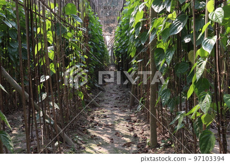 betel leaf on farm for harvest betel leaf on farm for harvest 97103394