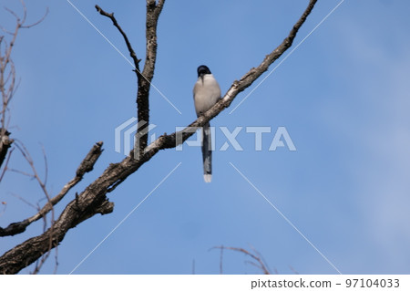 與山鳥的冬天山風景 97104033