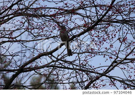 與山鳥的冬天山風景 與山鳥的冬天山風景 97104046