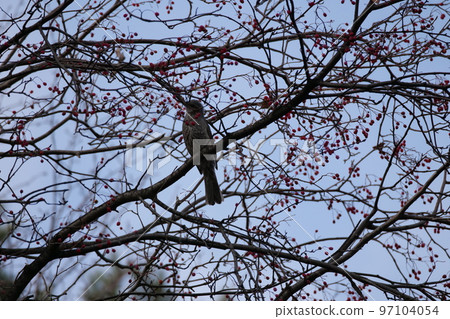 與山鳥的冬天山風景 97104054