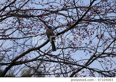 與山鳥的冬天山風景 97104063