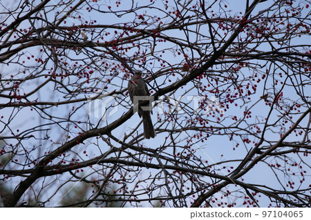 與山鳥的冬天山風景 97104065