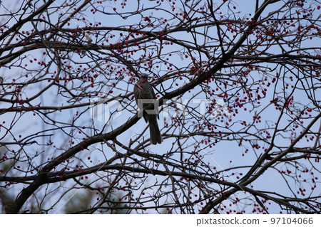 與山鳥的冬天山風景 97104066