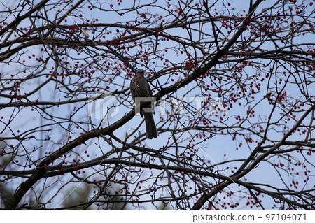 與山鳥的冬天山風景 97104071