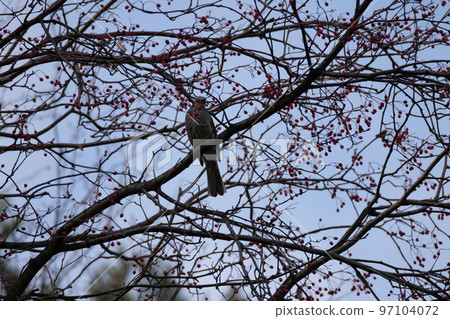 與山鳥的冬天山風景 97104072