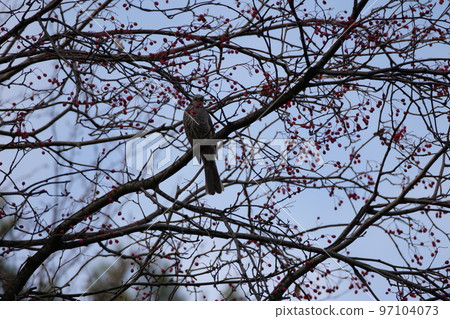 與山鳥的冬天山風景 97104073