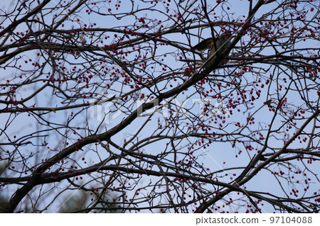 與山鳥的冬天山風景 97104088