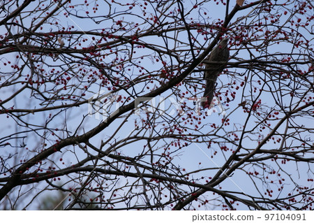 與山鳥的冬天山風景 97104091