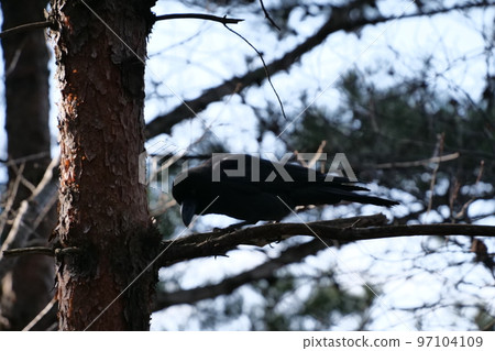 與山鳥的冬天山風景 97104109