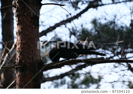 與山鳥的冬天山風景 97104110