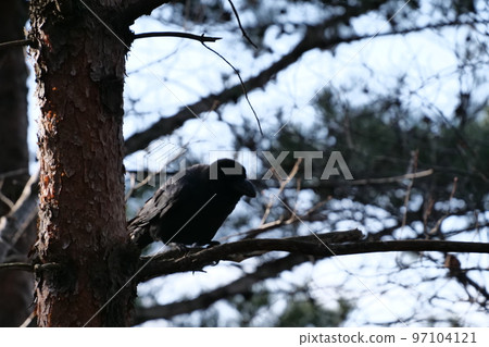 與山鳥的冬天山風景 97104121